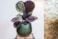 Obal Noor velvet green D23 H20