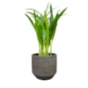 Obal Norell latte brown D25 H24