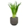 Obal Norell latte brown D25 H24