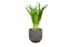 Obal Norell latte brown D25 H24