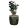 Obal Babet pine D14 H12
