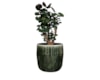 Obal Babet pine D14 H12