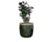 Obal Babet pine D14 H12