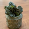 Obal Jurre green D19 H14