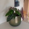 Obal Esra shiny green D15 H13