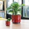 Obal Nolan red D19 H15