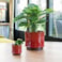 Obal Nolan red D19 H15