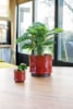 Obal Nolan red D19 H15