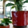 Obal Nolan red D19 H15