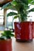 Obal Nolan red D19 H15