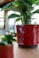 Obal Nolan red D19 H15