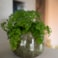 Obal Odile green D24 H19