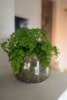Obal Odile green D24 H19