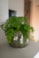 Obal Odile green D24 H19