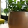 Obal Esra champagne D31 H28