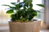 Obal Hedy sand D16 H14