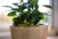 Obal Hedy sand D16 H14