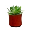 Obal Nolan red D7 H7