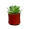 Obal Nolan red D7 H7