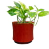Obal Nolan red D19 H15