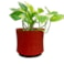 Obal Nolan red D19 H15