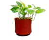 Obal Nolan red D19 H15