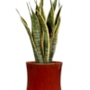 Obal Nolan red D21 H20