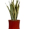 Obal Nolan red D21 H20