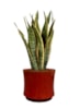 Obal Nolan red D21 H20
