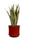 Obal Nolan red D21 H20