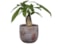 Obal Olaf autumn D15 H13