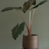 Obal Norell chestnut D15 H13