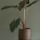 Obal Norell chestnut D15 H13