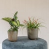 Obal Roger thyme D13 H12
