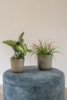 Obal Roger thyme D13 H12