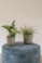 Obal Roger thyme D13 H12