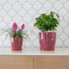 Obal+miska Vivi cherry D14 H14