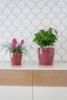 Obal+miska Vivi cherry D14 H14