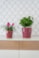 Obal+miska Vivi cherry D14 H14