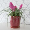 Obal+miska Vivi cherry D14 H14
