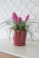 Obal+miska Vivi cherry D14 H14