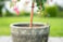 Paleta sad Daniek D114 H80, 3 barvy