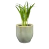 Obal Davide apple green D8 H8