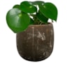 Obal Amber earth D20 H19