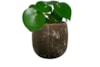 Obal Amber earth D20 H19