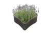 Heart Stacy black D27 H8