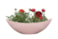 Boat Stacy powder pink D28x9 H9