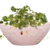 Boat Stacy powder pink D29x13 H12