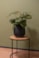 Obal Joyce anthracite D22 H20