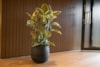 Obal Joyce anthracite D31 H28